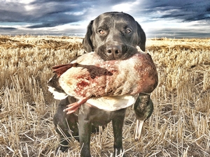 Manitoba-Waterfowl-Hunting-26.jpg