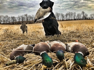 Manitoba-Waterfowl-Hunting-41.jpg