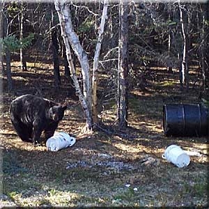 Manitoba-black-bear-hunting-102.jpg