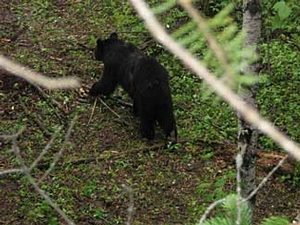 Manitoba-black-bear-hunting-121.jpg