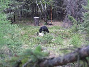 Manitoba-black-bear-hunting-124.jpg