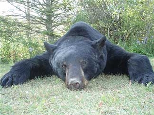 Manitoba-black-bear-hunting-137.jpg