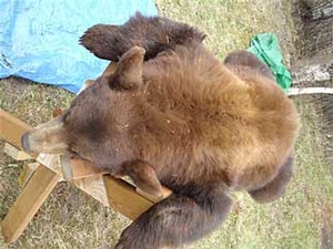 Manitoba-black-bear-hunting-1411.jpg