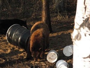 Manitoba-black-bear-hunting-142.jpg