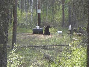 Manitoba-black-bear-hunting-153.jpg