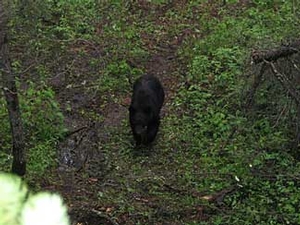 Manitoba-black-bear-hunting-156.jpg