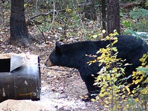 Manitoba-black-bear-hunting-159.jpg