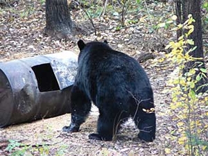 Manitoba-black-bear-hunting-162.jpg