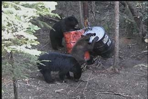 Manitoba-black-bear-hunting-186.jpg