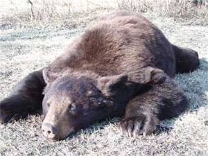 Manitoba-black-bear-hunting-193.jpg