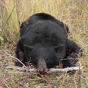 Manitoba-black-bear-hunting-200.jpg