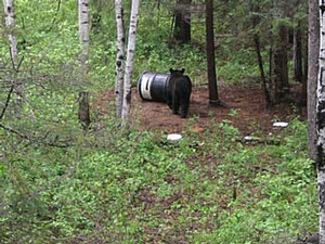 Manitoba-black-bear-hunting-204.jpg