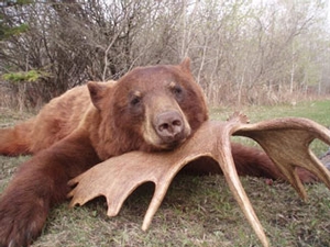 Manitoba-black-bear-hunting-208.jpg