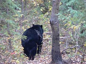 Manitoba-black-bear-hunting-222.jpg