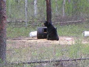 Manitoba-black-bear-hunting-226.jpg