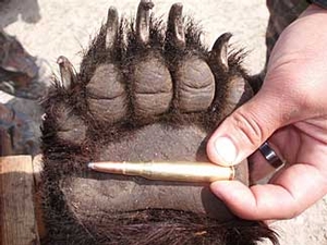 Manitoba-black-bear-hunting-229.jpg