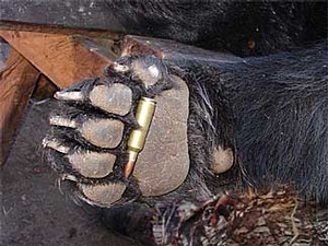 Manitoba-black-bear-hunting-231.jpg