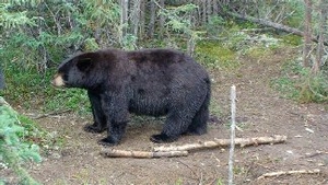 Manitoba-black-bear-hunting-251.jpg