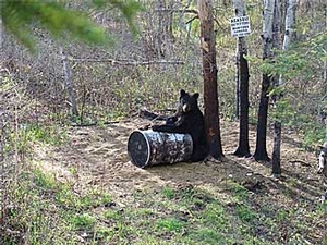 Manitoba-black-bear-hunting-391.jpg