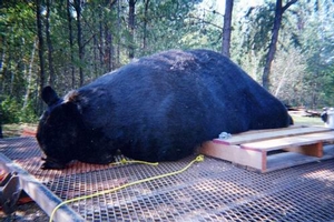 Manitoba-black-bear-hunting-53.jpg