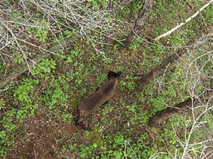 Manitoba-black-bear-hunting-59.jpg