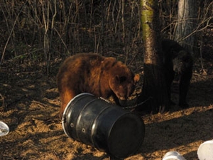 Manitoba-black-bear-hunting-67.jpg