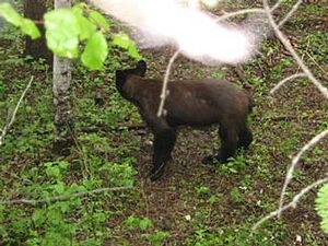 Manitoba-black-bear-hunting-811.jpg