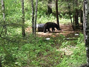 Manitoba-black-bear-hunting-90.jpg