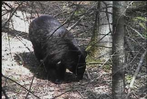 Manitoba-black-bear-hunting-93.jpg