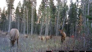 Whitetail Trail Cam Photos