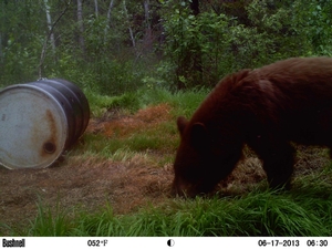 Trail-Cam-Pics-2013-4-2259-1024x7681.jpg