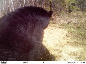 Trail-Cam-Pics-2013-4-999-1024x768.jpg