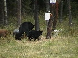 bear_hunting_20100212_10331507761.jpg