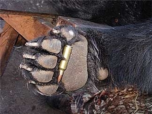 bear_hunting_20100212_10351488841.jpg