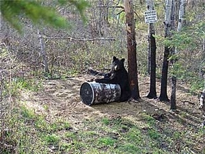 bear_hunting_20100212_10916720571.jpg