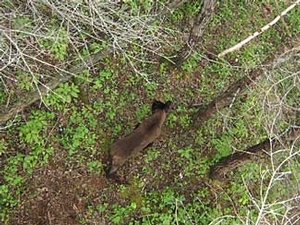 bear_hunting_20100212_11626227201.jpg