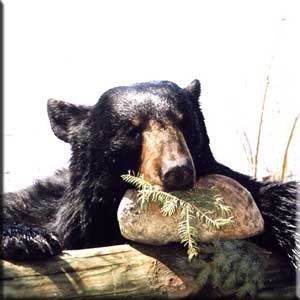 bear_hunting_20100212_12122802531.jpg