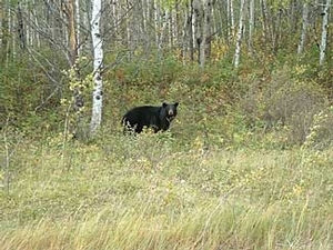 bear_hunting_20100212_12659790741.jpg