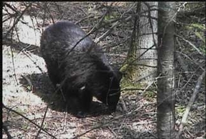 bear_hunting_20100212_13236043801.jpg