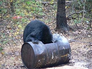 bear_hunting_20100212_13929189121.jpg