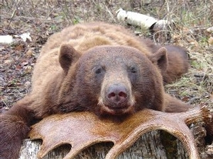 bear_hunting_20100212_14815108641.jpg