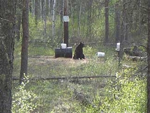 bear_hunting_20100212_15451305791.jpg