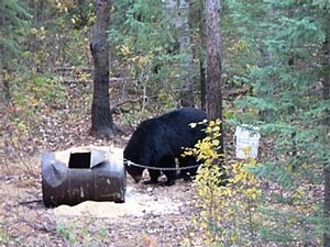 bear_hunting_20100212_16449869381.jpg