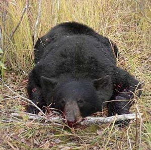 bear_hunting_20100212_16914142091.jpg