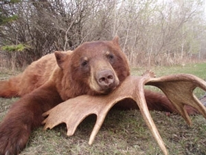 bear_hunting_20100212_17180580111.jpg