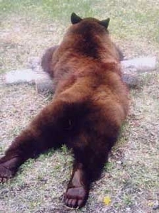 bear_hunting_20100212_17309513171.jpg