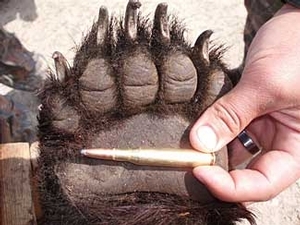 bear_hunting_20100212_17782909601.jpg