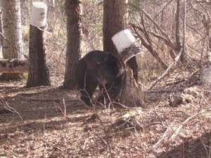 bear_hunting_20100212_18738435031.jpg