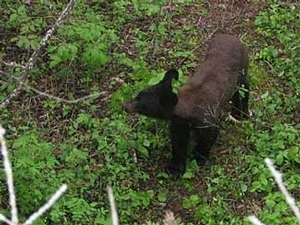 bear_hunting_20100212_20024801501.jpg