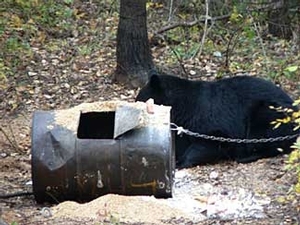 bear_hunting_20100212_20262997751.jpg